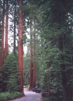 MSA SEQUOIA GIGANTEA mladé výhonky (Sekvoja obrovská)